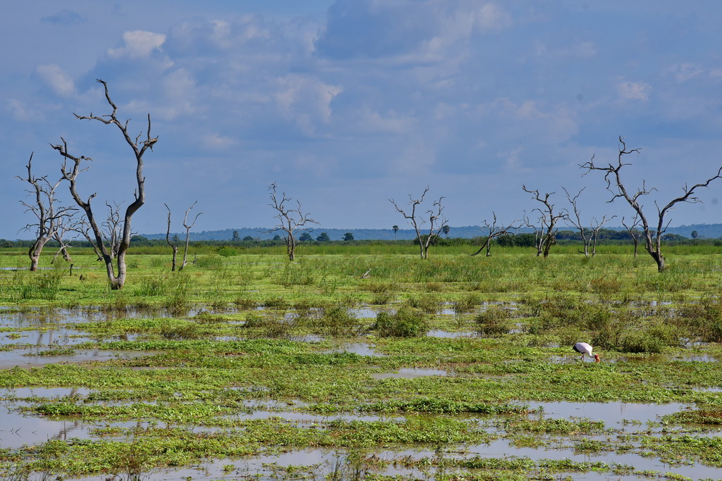 Selous NP